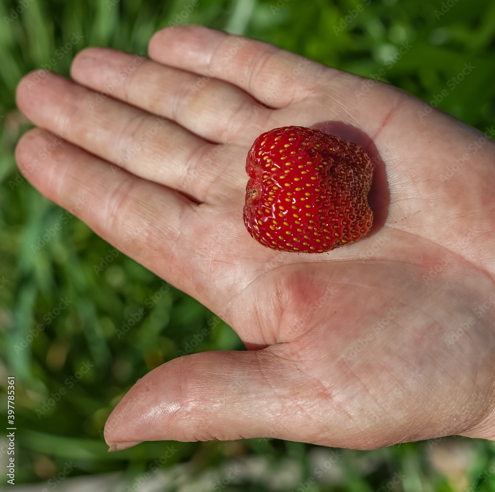 Berry strawberry closeup on human hand on a background of grass in the summer Berry strawberry closeup on human hand on a background of grass in the summer