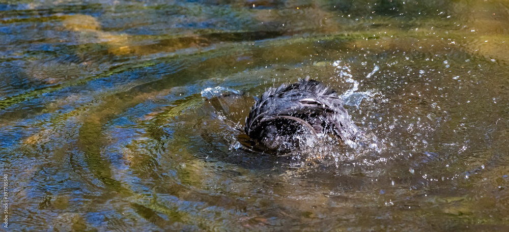 Fototapeta premium Splashes from a diving duck on the water surface of the reservoir in summer
