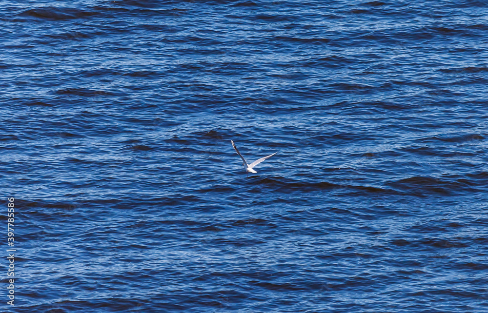 Fototapeta premium Bird Seagull in flight against the water