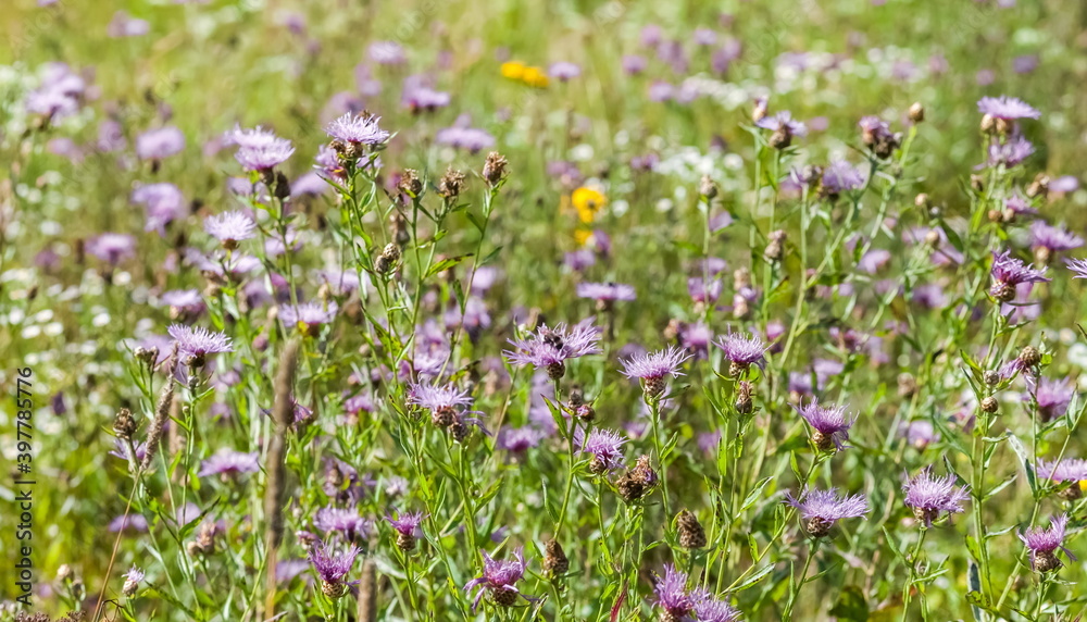 Colorful wildflowers, illuminated by the sun, in summer