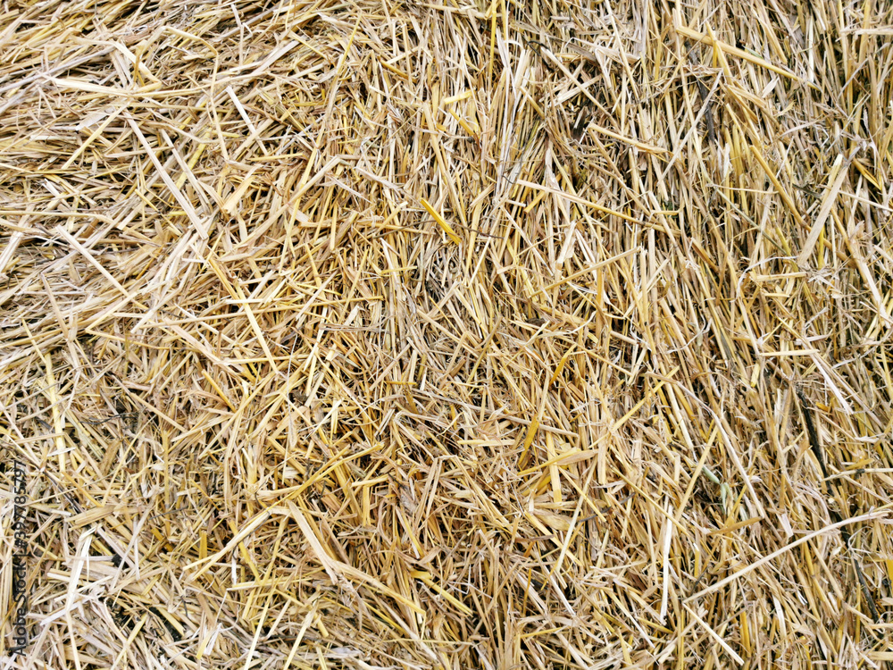 Cover the ground. The texture of straw, hay. Yellow brown dry grass background.