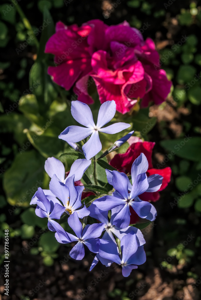 Woodland Phlox (Phlox divaricata) in garden Woodland Phlox (Phlox divaricata) in garden