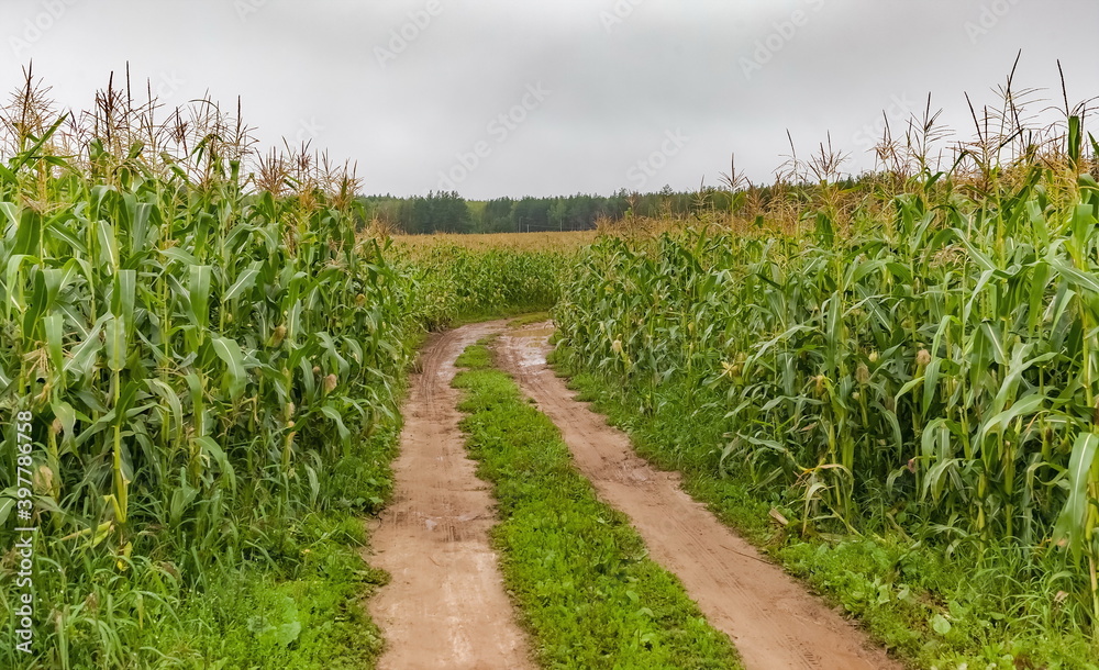Country road through corn field in cloudy weather