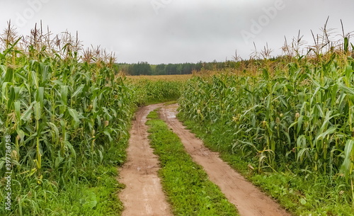 Country road through corn field in cloudy weather