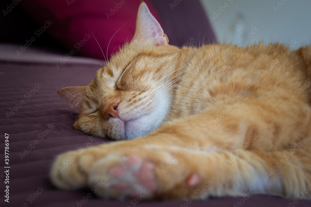 sleeping ginger red fur cat on the bed with paws close-up