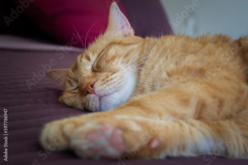 sleeping ginger red fur cat on the bed with paws close-up © JPics