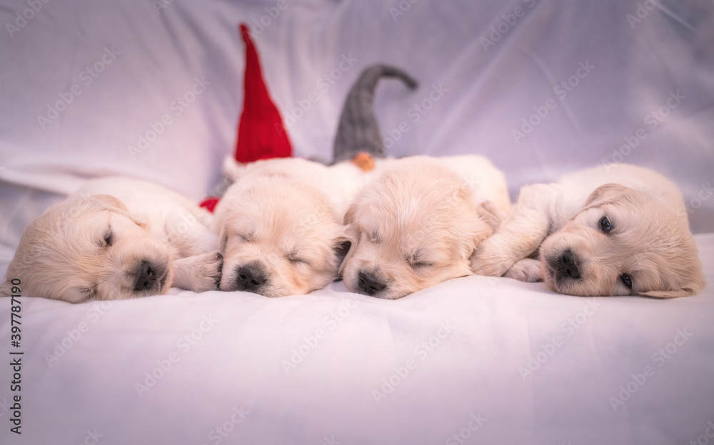 Tiny sweet newborn puppies of a golden retriever. Christmas mood. Tiny sweet newborn puppies of a golden retriever. Christmas mood.
