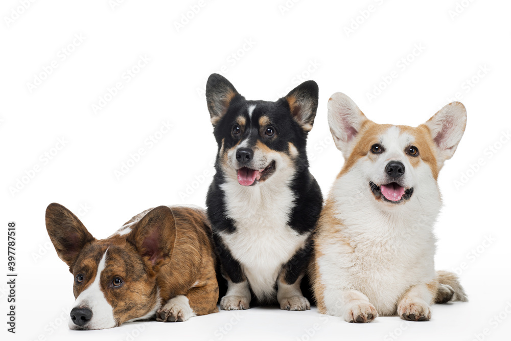 three dogs on a white background. Different colors of welsh corgi pembroke and cardigan together. Happy pets three dogs on a white background. Different colors of welsh corgi pembroke and cardigan together. Happy pets