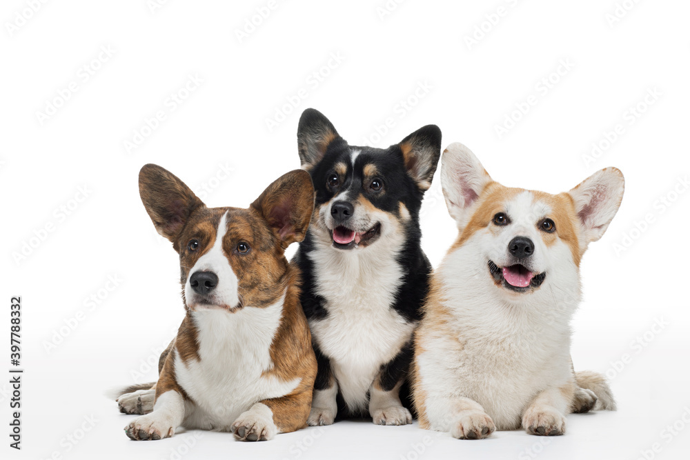 three dogs on a white background. Different colors of welsh corgi pembroke and cardigan together. Happy pets three dogs on a white background. Different colors of welsh corgi pembroke and cardigan together. Happy pets