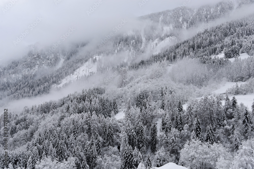 Fototapeta premium bosco foresta neve inverno innevato alta montagna freddo gelo inverno pini abeti larici 