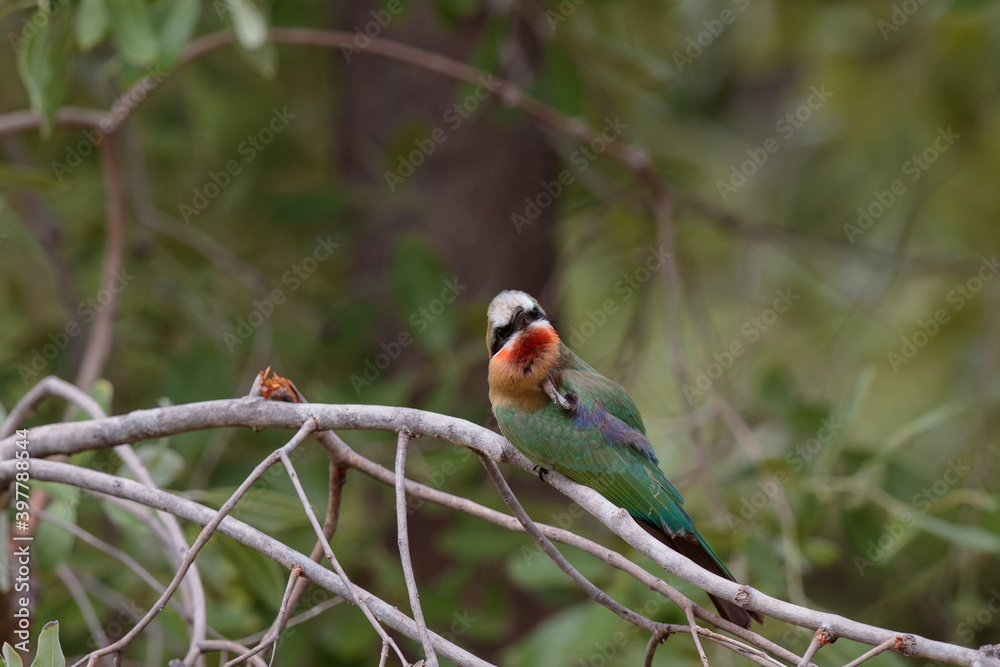 Merops bullockoides Merops bullockoides