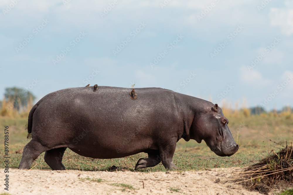 Buphagus erythrorhynchus, hippopotamus Buphagus erythrorhynchus, hippopotamus