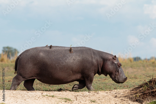 Buphagus erythrorhynchus, hippopotamus © fredrik505