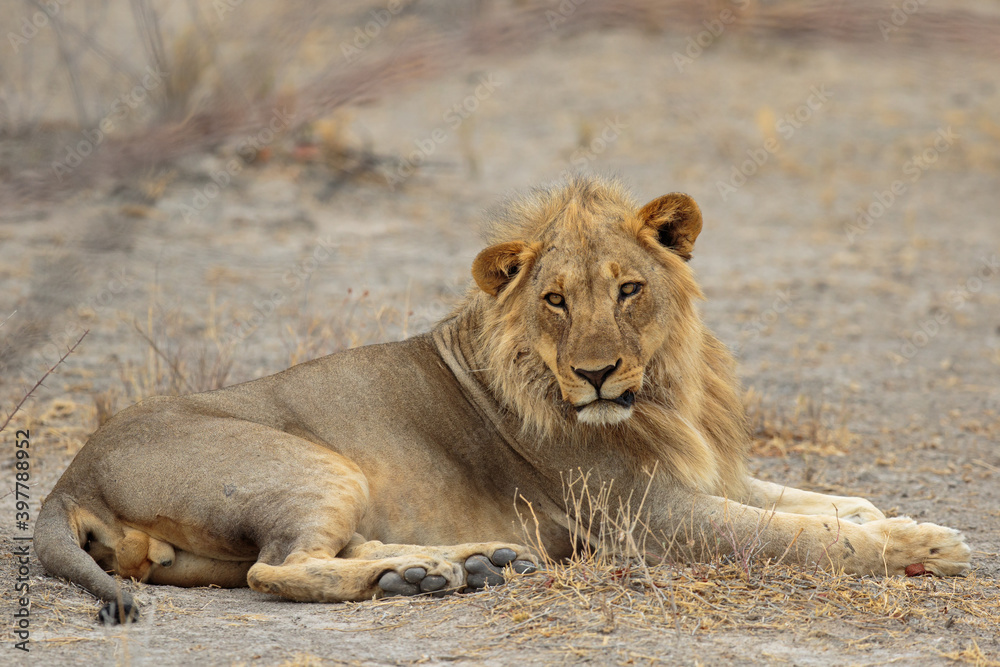 Naklejka premium Panthera leo