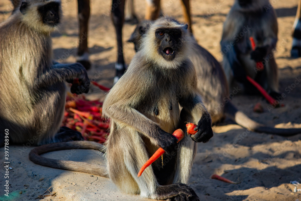 Obraz premium Monkey eating Carrot
