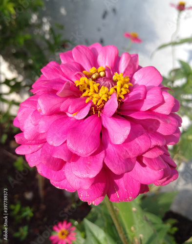 Pink Dahlia © Awing