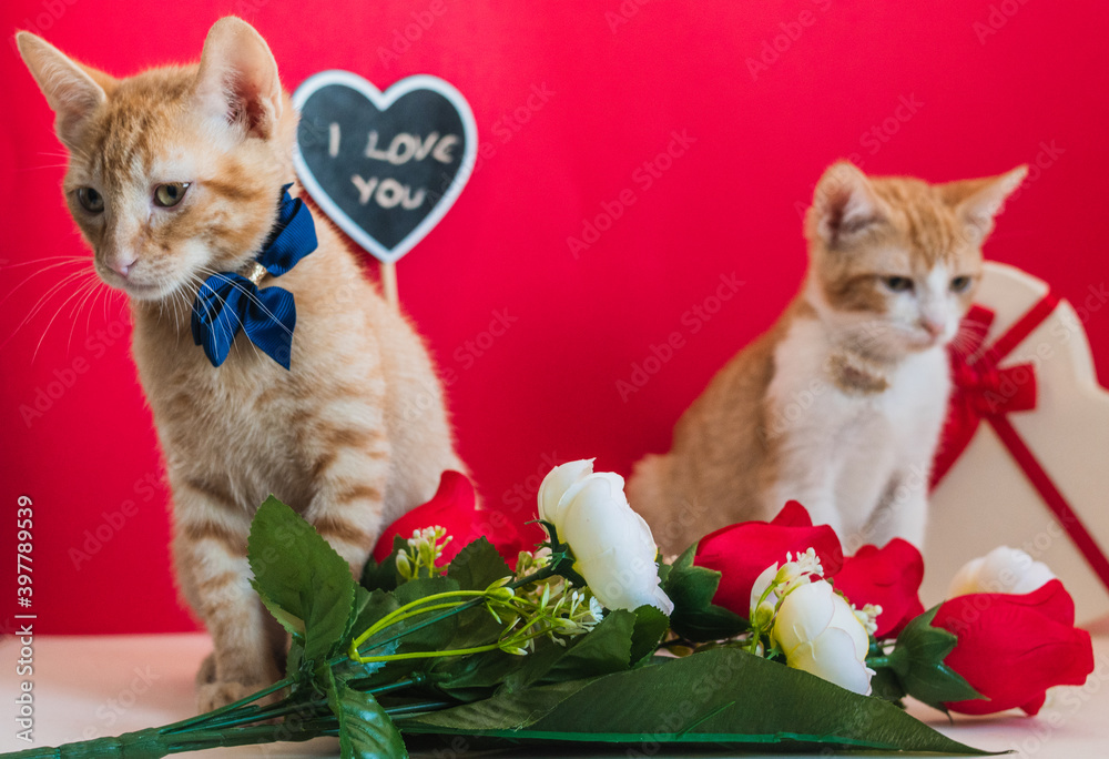 Cat couple in valentine's day