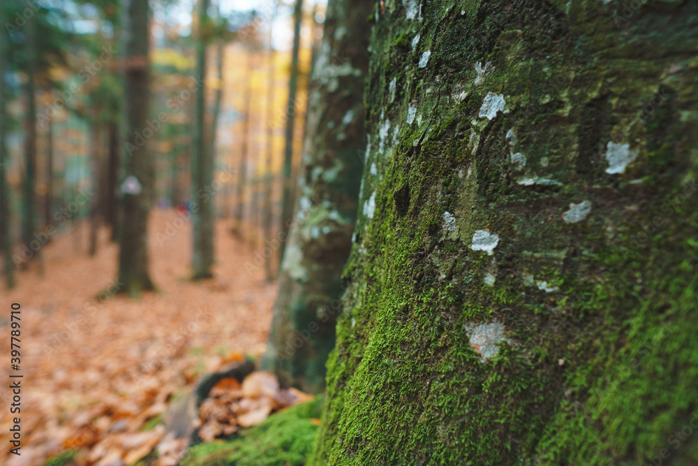 moss on tree bark in forest moss on tree bark in forest