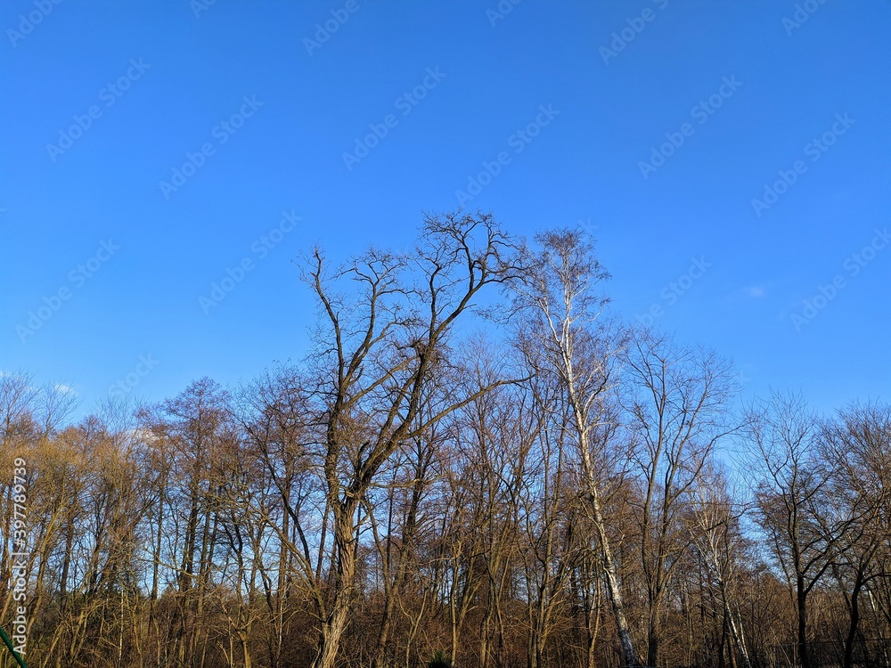 blue autumn sky above the trees blue autumn sky above the trees