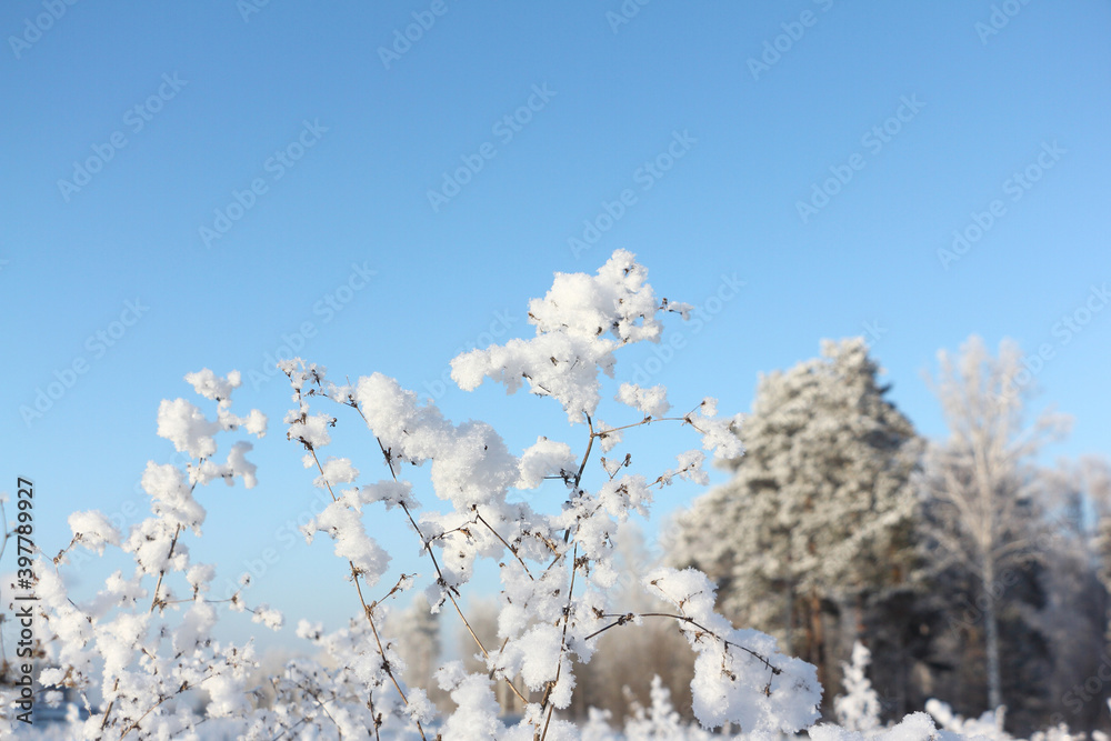 Grass in hoarfrost against the background of blue sky and trees in winter Grass in hoarfrost against the background of blue sky and trees in winter