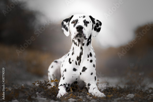фотографія dalmatian in the grass