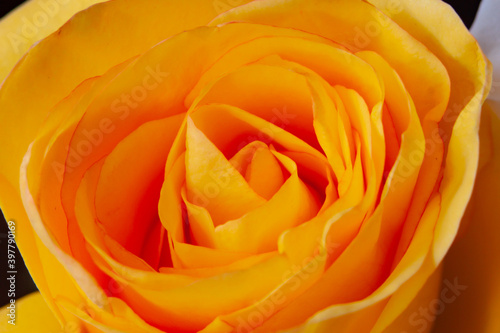 Core of Yellow rose macro.