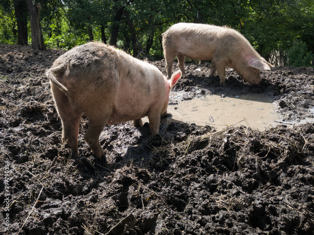 Φωτογραφία Two domestic dirty hogs and sows dig mud with their snouts around mud pit with bilge, mud and murky water in pig pen during hot sunny day in countryside