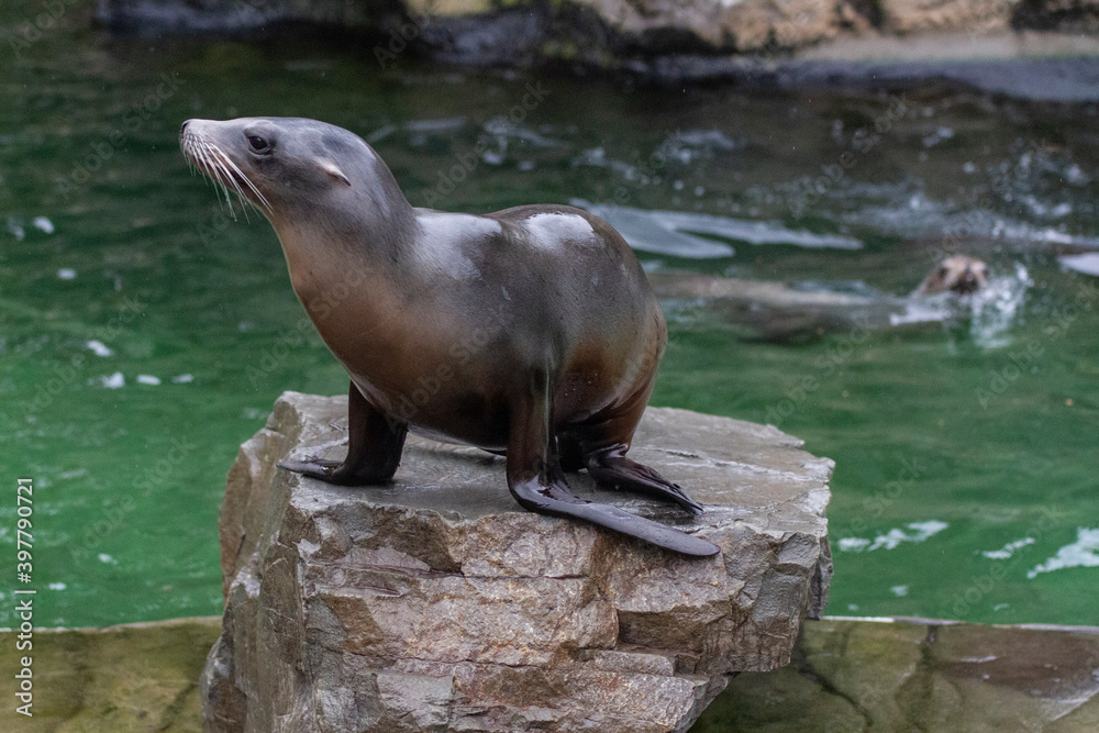 Fototapeta premium Seal in his enclosure and basking in the sun