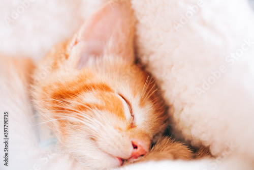 Cute little ginger kitten in the collar sleeps on white soft cat bedding