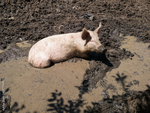 Muddy bath as animal welfare issue, one domestic pig with dirty snout resting in bilge, mud and murky water, hog or sow regulating his temperature in hot sunny summer day by wallowing in mud pit photo