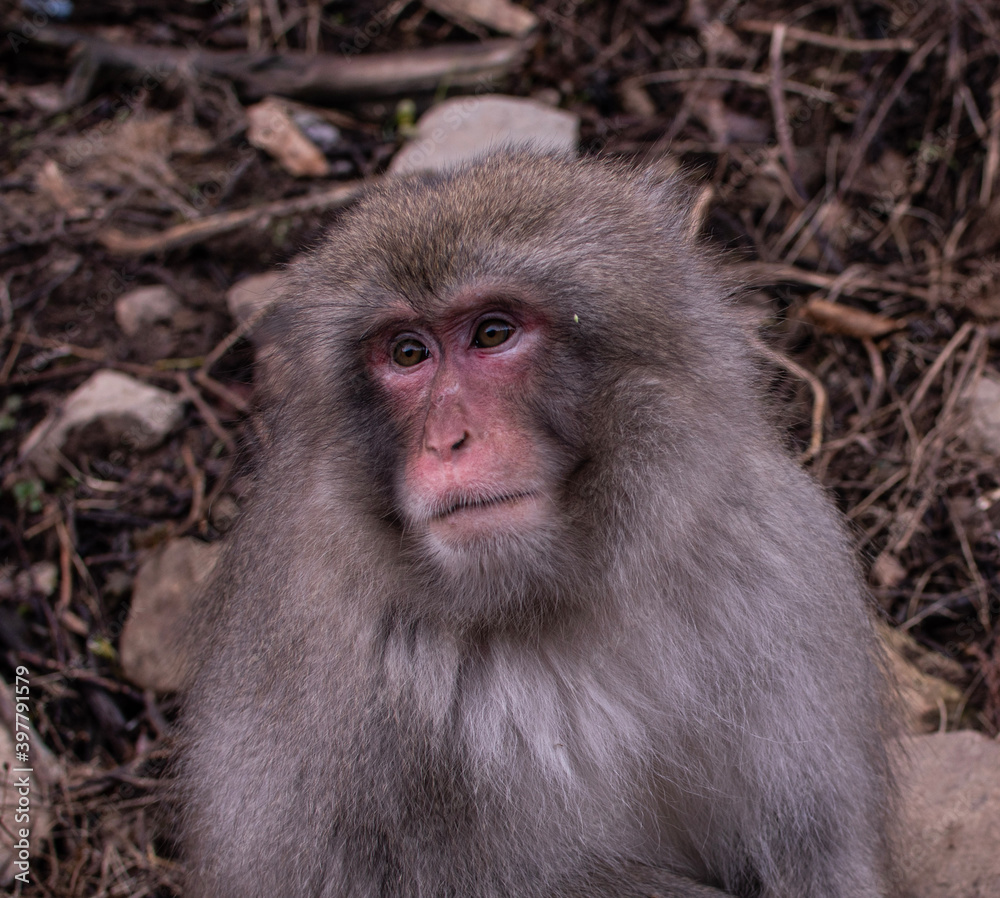 japanese monkey japanese monkey