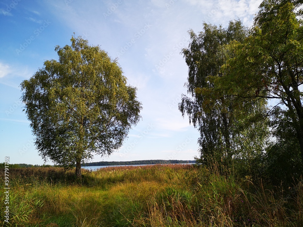 Fototapeta premium tree in the field