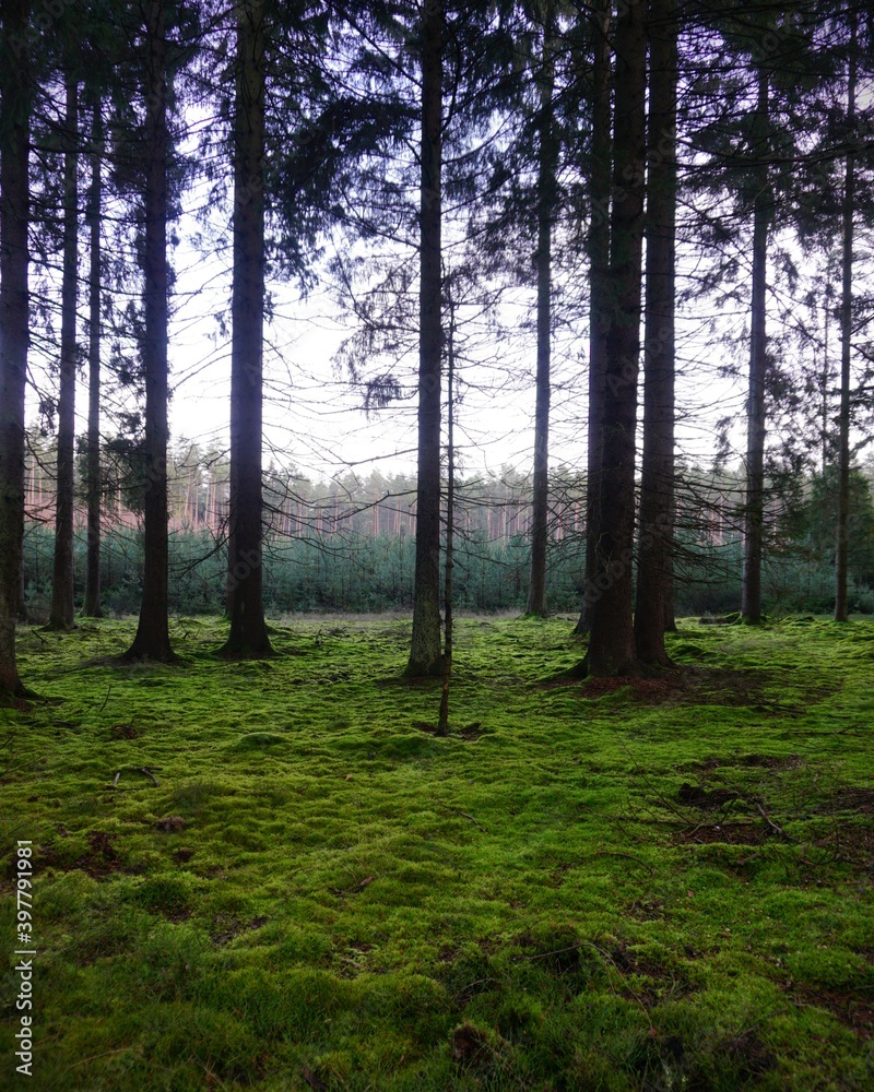 Obraz premium quiet forest covered with moss