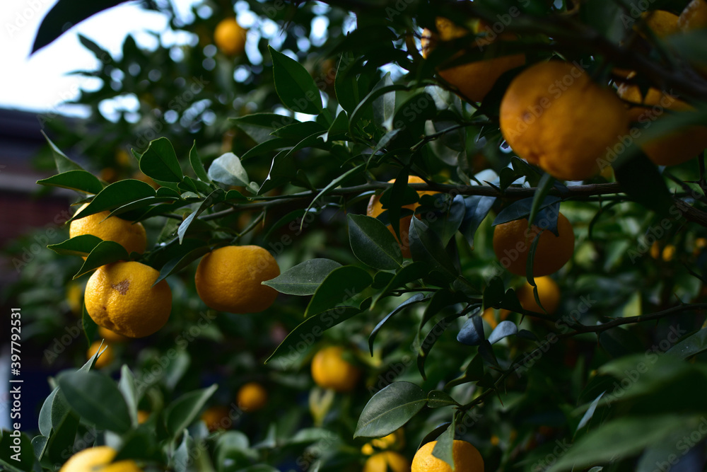 oranges on tree