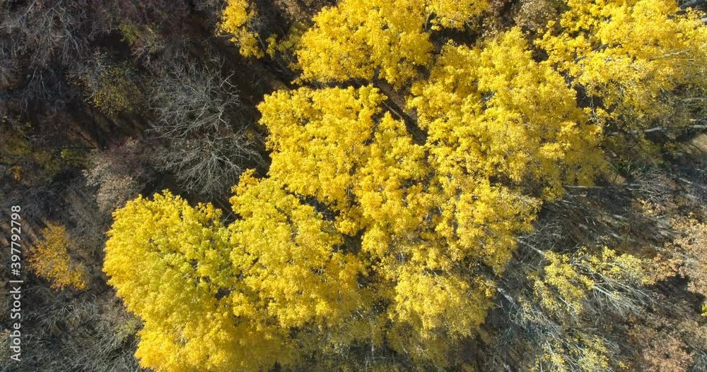 Aerial top down view of forest in the autumn. Drone shot flying over tree tops, Nature background in 4K resolution. Aerial top down view of forest in the autumn. Drone shot flying over tree tops, Nature background in 4K resolution.