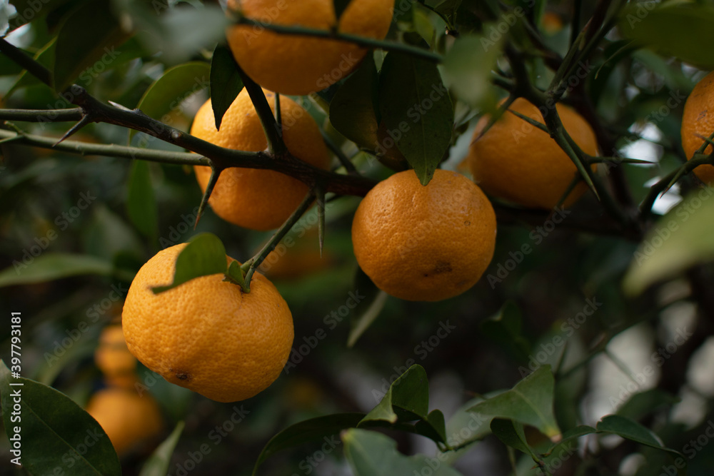 oranges on tree