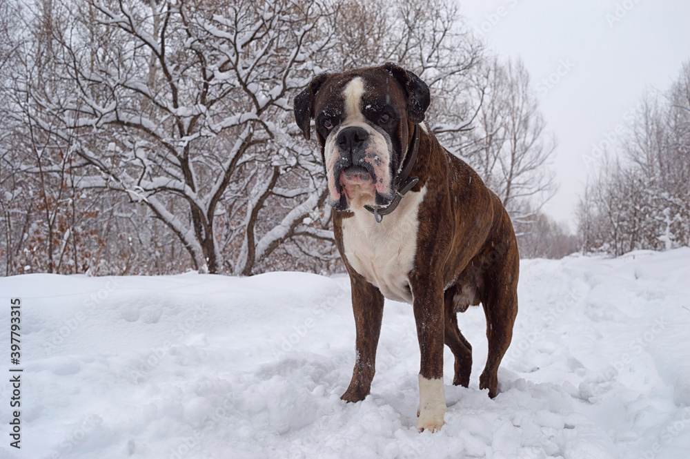 Boxer dog walking in the winter forest