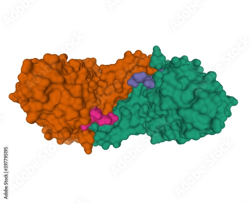 Crystal structure of human tyrosylprotein sulfotransferase-1 (brown and green) complexed with gastrin peptide (purple and blue), 3D surface model isolated, white background photo