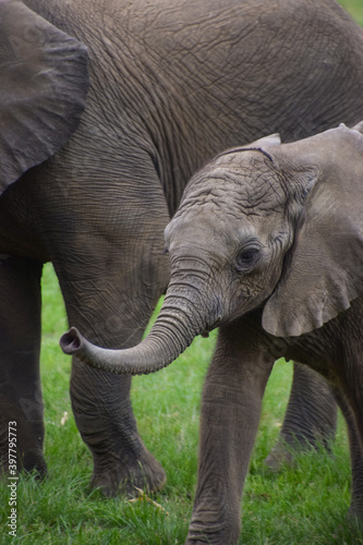 Portrait of a young elephant calf at a wildlife sanctuary in Zimbabwe. © VV Shots