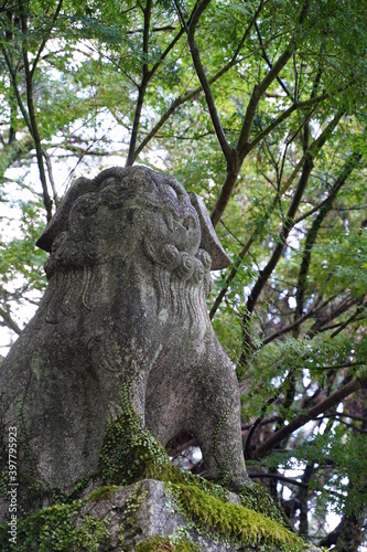 熊野速玉大社、狛犬、木、熊野古道、和歌山、日本、kumano,kuanokodo,kumano hayatama taisha,jinja,hayatama,wakayama,japan photo