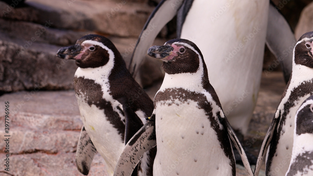 Naklejka premium 水族館のフンボルトペンギン