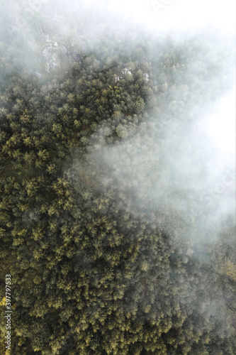 Pine forest seen from above, above the foggy clouds