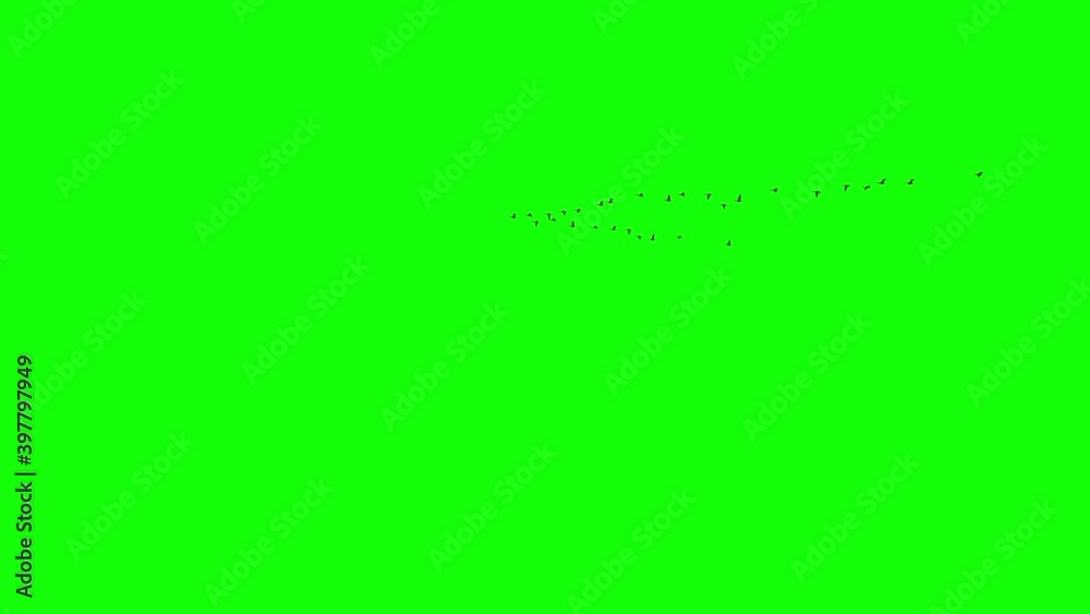A flock of wild geese flying in the sky. 3D rendering animation with green background. Migrating wild geese, used for synthesis into natural scene