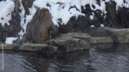 Japanese snow monkey eating seeds in onsen hot springs at winter. A wild macaque near pool located in Jigokudan Park, Nakano, Japan. Macaca fuscata eat on winter season in the mountain-Dan photo