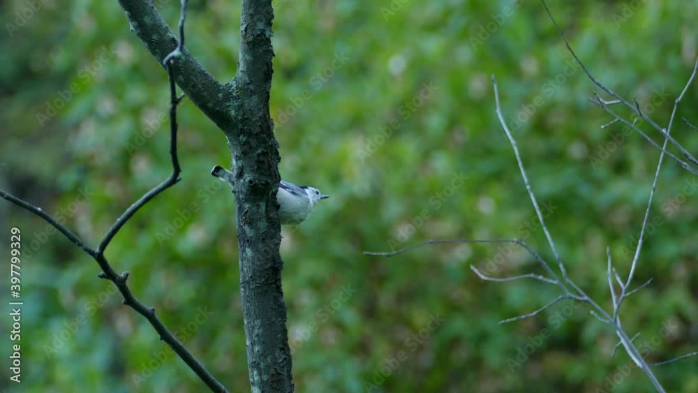 White-breasted nuthatch looks around from a thin tree branch after the rain. White-breasted nuthatch looks around from a thin tree branch after the rain.