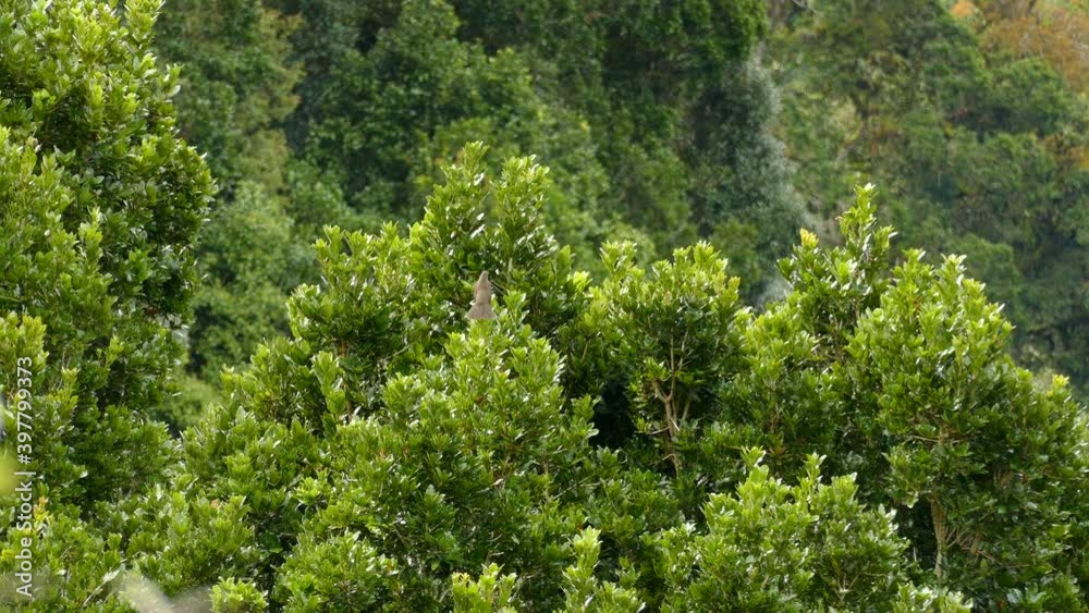 Grey bird in a vibrant green tree top looking around and posturing. Grey bird in a vibrant green tree top looking around and posturing.