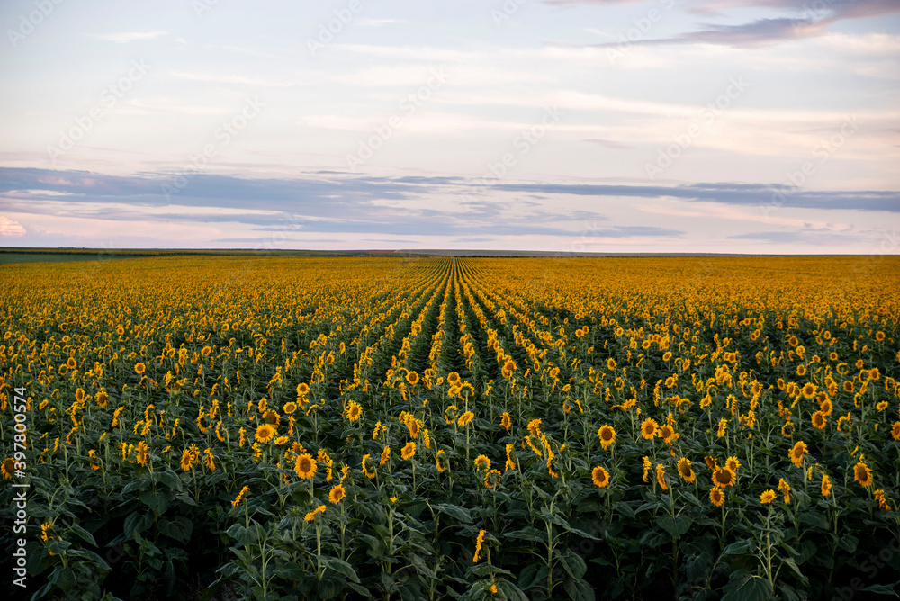 sunflower fields in kansas