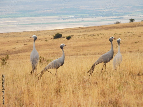 Blue cranes
