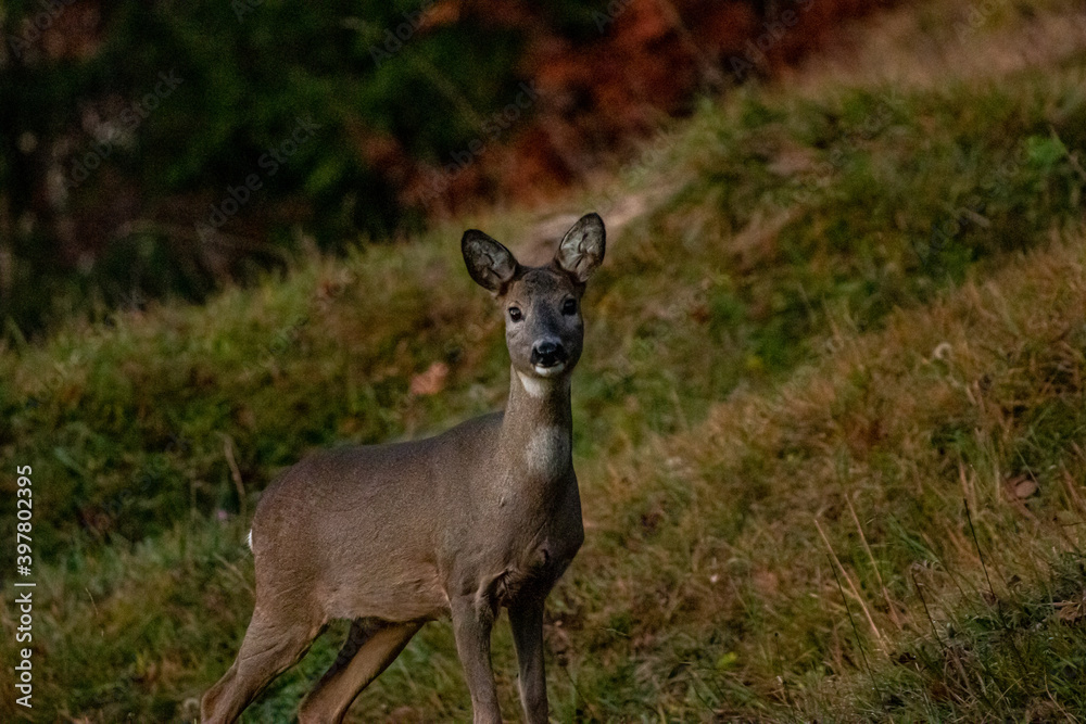 Deer looking towards camera morning time Deer looking towards camera morning time
