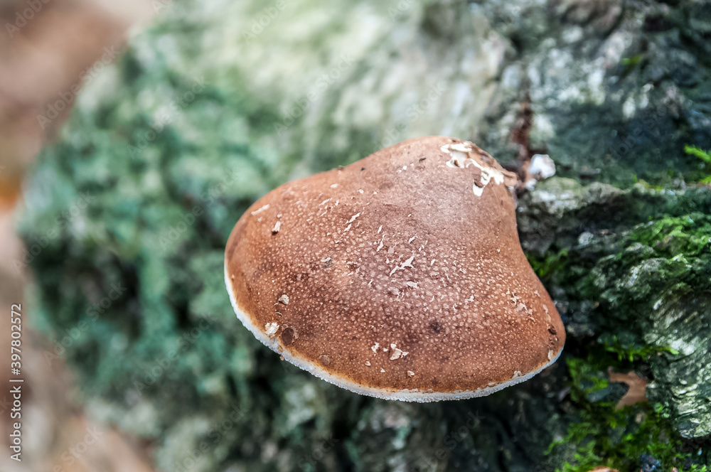 Birkenporling Fomitopsis betulina im Herbstwald - birch polypore in autumn forest 